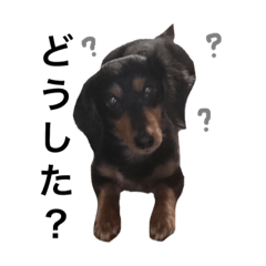 [LINEスタンプ] 黒ミニチュアダックスのジョイ君3