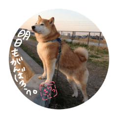 [LINEスタンプ] 愛犬らっきぃ