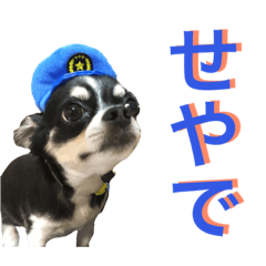 [LINEスタンプ] Chihuahuaの空太KUUTA 07-2 日常会話