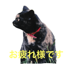 [LINEスタンプ] 実家の猫たち