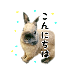 [LINEスタンプ] 丁寧に生きる敬語うさぎと可愛いハムスター