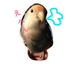 [LINEスタンプ] コザクラインコのごまちん