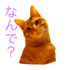 [LINEスタンプ] 関西弁にゃんことモナ。