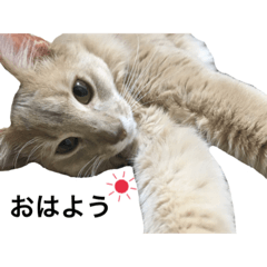 [LINEスタンプ] 猫のハルちゃん1