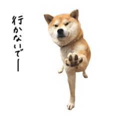 [LINEスタンプ] 柴犬のこはるちゃん2