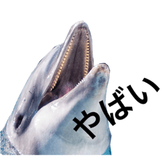 [LINEスタンプ] marine mammals3 dolphin