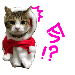 [LINEスタンプ] しまあじネコ