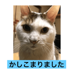 [LINEスタンプ] In cats and dogs