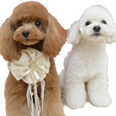 [LINEスタンプ] THE DOGS PHOTO 2