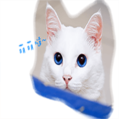 [LINEスタンプ] Blueeye.Mickey.Cat