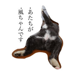 [LINEスタンプ] 秋田犬 風ちゃんの日常