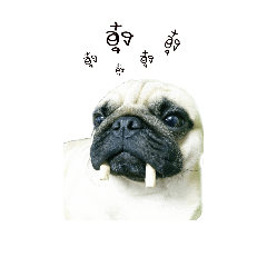 [LINEスタンプ] Kanoon the crazy Pug