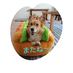 [LINEスタンプ] 3CORGI