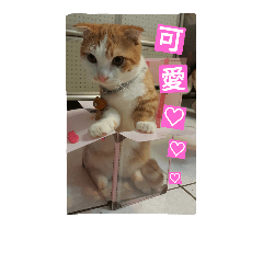 [LINEスタンプ] DoDo is short-legged cat