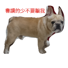 [LINEスタンプ] adog