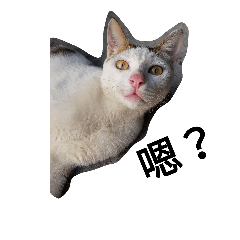 [LINEスタンプ] Cat ＆ Cats