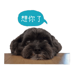 [LINEスタンプ] Cute Toy Poodle！Godiva！