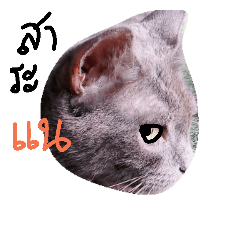 [LINEスタンプ] Ang pao cat