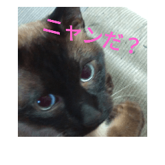 [LINEスタンプ] だらけ可愛い猫