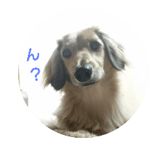 [LINEスタンプ] ダックスフンド愛犬家1～そら編～