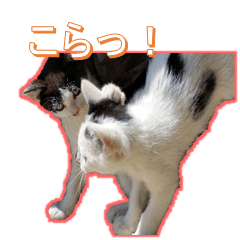 [LINEスタンプ] 猫にゃらけ