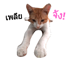 [LINEスタンプ] CAT LAND1