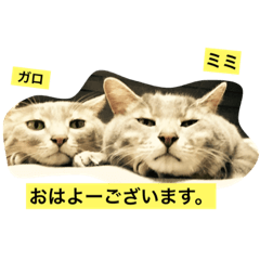 [LINEスタンプ] みみ.がろの仲良し猫