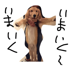 [LINEスタンプ] ゴールデンレトリバー Heiny ハイニー 1