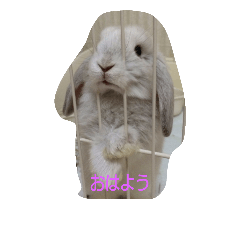 [LINEスタンプ] rabbit！bibitan