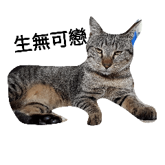 [LINEスタンプ] TaddyCat Daily Life