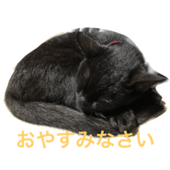 [LINEスタンプ] 黒ネコ ジジ