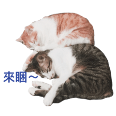 [LINEスタンプ] Two stupid cats in my family.