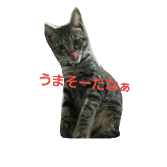 [LINEスタンプ] 猫のうずらちゃん