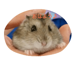 [LINEスタンプ] hamster salute