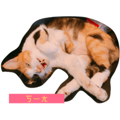 [LINEスタンプ] One day of kitty Olan