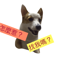 [LINEスタンプ] corgi dog life