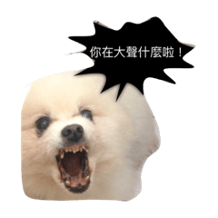 [LINEスタンプ] White Pomeranian great Kaka with Meimei