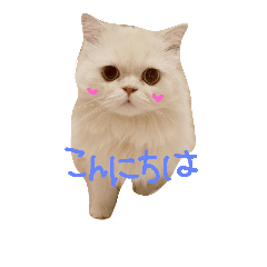 [LINEスタンプ] ねこちゃんとことりさん