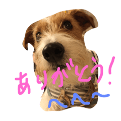 [LINEスタンプ] Lovely  Jackrussel  Buggy  II