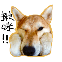 [LINEスタンプ] Susu Shiba's daily