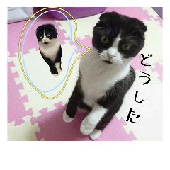[LINEスタンプ] まんまるちょび 