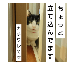 [LINEスタンプ] シロクロ猫部