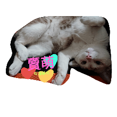 [LINEスタンプ] cute meow