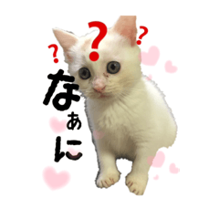 [LINEスタンプ] かわいい猫ちゃん（みゅーちゃん）