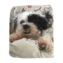 [LINEスタンプ] dog gig