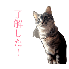 [LINEスタンプ] 使えるねこたち