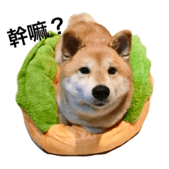 Daily Life of Shiba Mary~