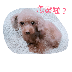 [LINEスタンプ] puppy diary