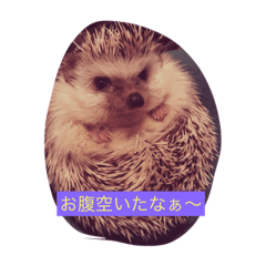 [LINEスタンプ] ハリちゃんファミリー