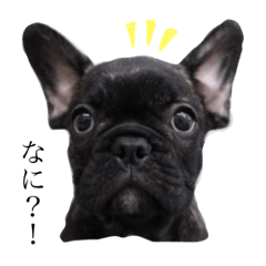 [LINEスタンプ] フレンチそら豆